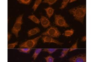 Immunofluorescence analysis of L929 cells using PREPL Polyclonal Antibody at dilution of 1:100 (40x lens). (PREPL antibody)