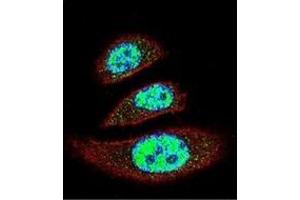 Confocal immunofluorescent analysis of TTRAP Antibody (C-term) Cat. (TDP2 antibody  (C-Term))