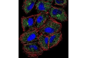 Immunofluorescence (IF) image for anti-phospholipase C-Like 2 (PLCL2) antibody (ABIN2996484) (PLCL2 antibody)