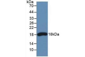 Figure. (RNASE3 antibody  (AA 30-154))