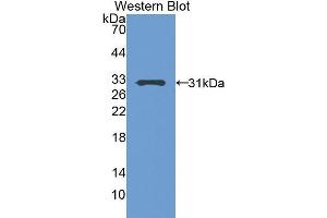 Western Blotting (WB) image for anti-Pregnancy-Associated Plasma Protein A, Pappalysin 1 (PAPPA) (AA 244-501) antibody (ABIN1860125)