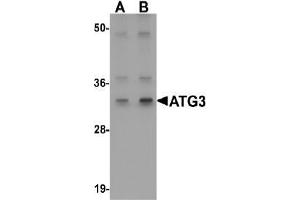 AP20064PU-N ATG3 antibody staining of Mouse kidney tissue Lysate by Western Blotting at (A) 1 and (B) 2 µg/ml (ATG3 antibody  (Middle Region))