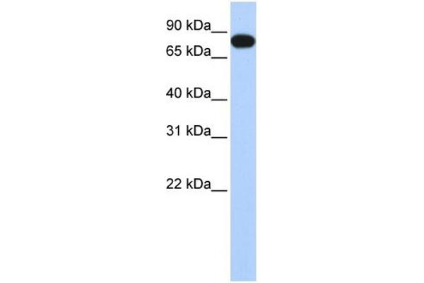 EML3 antibody  (N-Term)