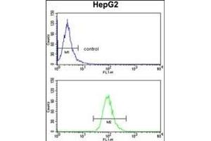 ADH1B Antibody (Center) (ABIN390699 and ABIN2840985) flow cytometry analysis of HepG2 cells (bottom histogram) compared to a negative control cell (top histogram). (ADH1B antibody  (AA 209-237))
