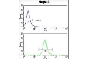 ADH1B Antibody (Center) (ABIN390699 and ABIN2840985) flow cytometry analysis of HepG2 cells (bottom histogram) compared to a negative control cell (top histogram). (ADH1B antibody  (AA 209-237))