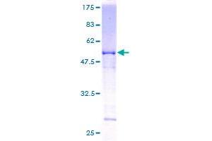 Image no. 1 for General Transcription Factor IIF, Polypeptide 2, 30kDa (GTF2F2) (AA 1-249) protein (GST tag) (ABIN1306138) (GTF2F2 Protein (AA 1-249) (GST tag))