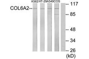 Western blot analysis of extracts from K562/A549/HT-29/COS7 cells, using Collagen VI alpha2 Antibody.