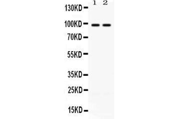 ABR antibody  (Middle Region)