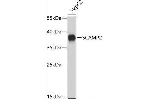 Western blot analysis of extracts of HepG2 cells using SCAMP2 Polyclonal Antibody. (SCAMP2 antibody)