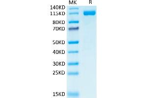 Platelet/endothelial Cell Adhesion Molecule (PECAM1) (AA 28-601) protein (Fc Tag)