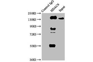 Immunoprecipitating HDAC6 in HepG2 whole cell lysate Lane 1: Rabbit control IgG instead of ABIN7127540 in HepG2 whole cell lysate. (Recombinant HDAC6 antibody)