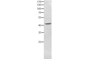 Western Blot analysis of RAW264. (NFKBID antibody)