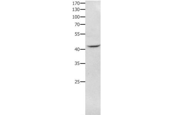 NFKBID antibody