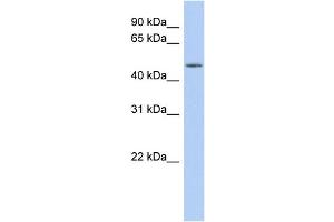 WB Suggested Anti-WDR89 Antibody Titration: 0. (WDR89 antibody  (Middle Region))
