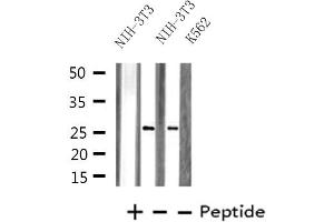 Western blot analysis of extracts from NIH-3T3/K562 cells, using PRRX1 antibody. (PRRX1 antibody  (Internal Region))