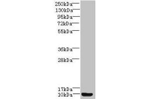 Western blot All lanes: Prok2 antibody at 3 μg/mL + Mouse small intestine tissue Secondary Goat polyclonal to rabbit IgG at 1/10000 dilution Predicted band size: 15, 12, 9 kDa Observed band size: 9 kDa (PROK2 antibody  (AA 27-128))