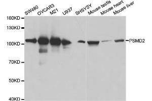 Western blot analysis of extracts of various cell lines, using PSMD2 antibody (ABIN5971041) at 1:600 dilution.