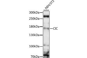 Western blot analysis of extracts of NIH/3T3, using CIC antibody (ABIN7266060) at 1:1000 dilution. (CIC antibody  (AA 1379-1608))