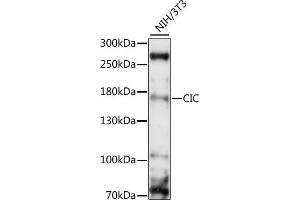 Western blot analysis of extracts of NIH/3T3, using CIC antibody (ABIN7266060) at 1:1000 dilution. (CIC antibody  (AA 1379-1608))