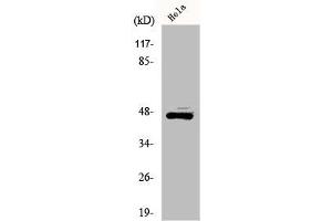 Western Blot analysis of HeLa cells using ILKAP Polyclonal Antibody (ILKAP antibody  (Internal Region))