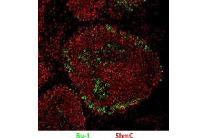 Frozen IBD infected bursa tissue section was stained with Mouse Anti-Chicken Bu-1-UNLB and anti-5hmC followed by secondary antibodies. (Bu-1 antibody)