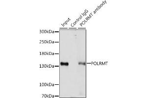 Immunoprecipitation analysis of 200 μg extracts of HepG2 cells, using 3 μg POLRMT antibody (ABIN7269460). (POLRMT antibody  (AA 42-230))