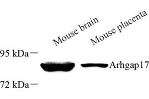 ARHGAP17 antibody