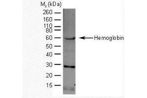 Western Blotting (WB) image for anti-Hemoglobin antibody (ABIN2473959) (Hemoglobin antibody)