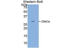 Western Blotting (WB) image for anti-Selectin P (Granule Membrane Protein 140kDa, Antigen CD62) (SELP) (AA 198-432) antibody (ABIN1860514)
