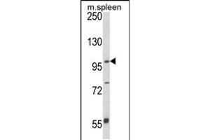 Western blot analysis of ANO5 Antibody in mouse spleen tissue lysates (35ug/lane) (Anoctamin 5 antibody  (C-Term))