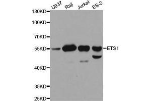 Western blot analysis of extracts of various cell lines, using ETS1 antibody. (ETS1 antibody)