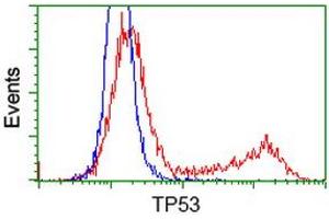 Image no. 3 for anti-Tumor Protein P53 (TP53) antibody (ABIN1499971) (p53 antibody)