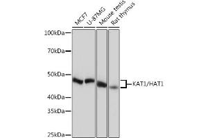 HAT1 antibody