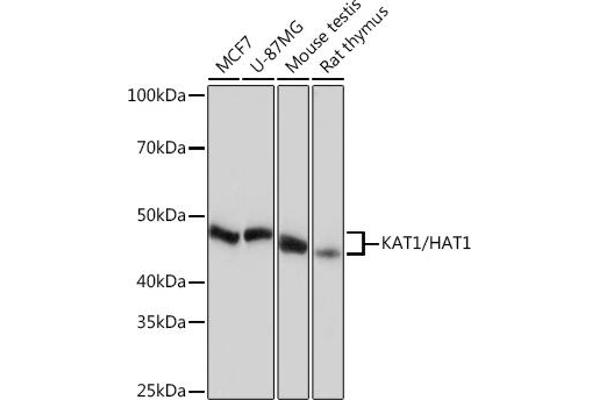 HAT1 antibody