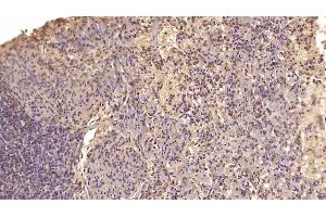 MANF antibody  (AA 28-182)