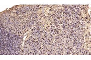 Detection of MANF in Human Spleen Tissue using Monoclonal Antibody to Mesencephalic Astrocyte Derived Neurotrophic Factor (MANF) (MANF antibody  (AA 28-182))