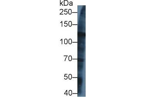 Western blot analysis of Human U2OS cell lysate, using Rat KIF5A Antibody (1 µg/ml) and HRP-conjugated Goat Anti-Rabbit antibody (