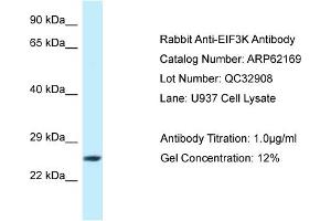 Western Blotting (WB) image for anti-Eukaryotic Translation Initiation Factor 3 Subunit K (EIF3K) (C-Term) antibody (ABIN2789046) (EIF3K antibody  (C-Term))