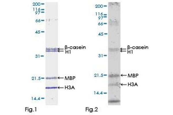 BMPR1B Protein (AA 14-502) (GST tag)