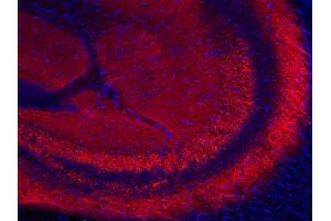 Indirect immunostaining of PFA fixed mouse hippocampus section (dilution 1 : 200; red). (SYN2 antibody  (AA 440-458))