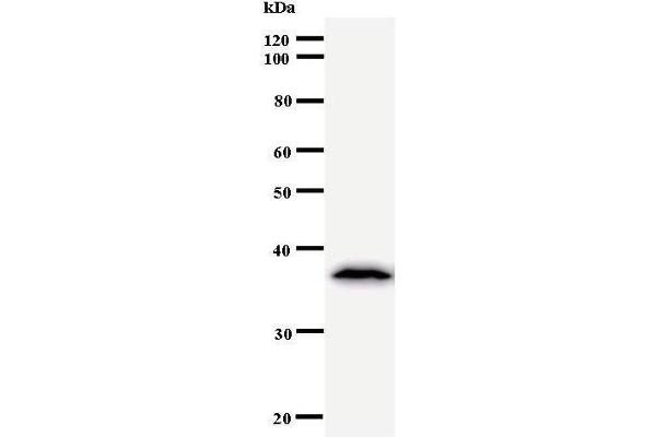 TCERG1 antibody
