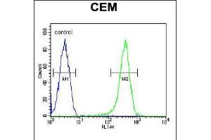 Flow cytometric analysis of CEM cells (right histogram) compared to a negative control cell (left histogram). (COX10 antibody  (C-Term))