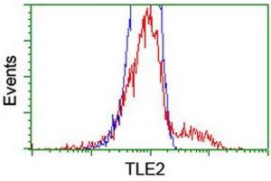 Flow Cytometry (FACS) image for anti-Transducin-Like Enhancer Protein 2 (TLE2) antibody (ABIN1501408) (TLE2 antibody)