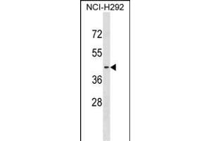 S1PR2 Antibody (C-term) (ABIN1536988 and ABIN2850309) western blot analysis in NCI- cell line lysates (35 μg/lane).