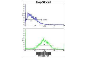 Flow cytometric analysis of HepG2 cells using WBP2 Antibody (bottom histogram) compared to a negative control cell (top histogram). (WBP2 antibody  (C-Term))
