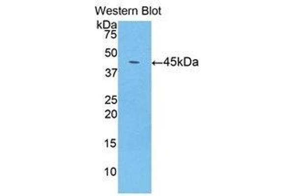 LCN8 anticorps  (AA 25-176)