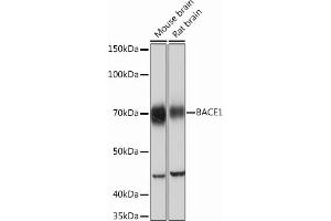 Western blot analysis of extracts of various cell lines, using B Rabbit mAb (ABIN7265879) at 1:1000 dilution. (BACE1 antibody)