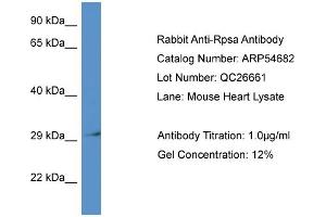 Western Blotting (WB) image for anti-Ribosomal Protein SA (RPSA) (N-Term) antibody (ABIN785703) (RPSA/Laminin Receptor antibody  (N-Term))