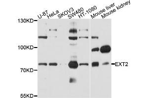 Western blot analysis of extracts of various cell lines, using EXT2 antibody (ABIN4903621) at 1:1000 dilution. (EXT2 antibody)