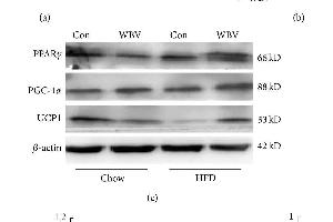 PPARG antibody  (AA 315-420)